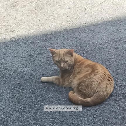 Photo 1/1 Cat reunited Lost in Mouscron