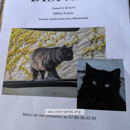 Photo 1/1 Oreo Chat lost in Marmande