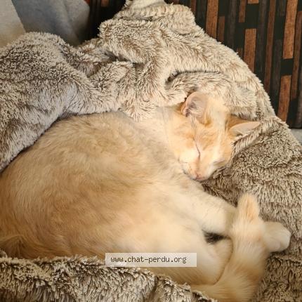 Photo 1/1 Daryl Chat lost in Saint nolff