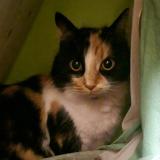 Picture of cat lost at Allan