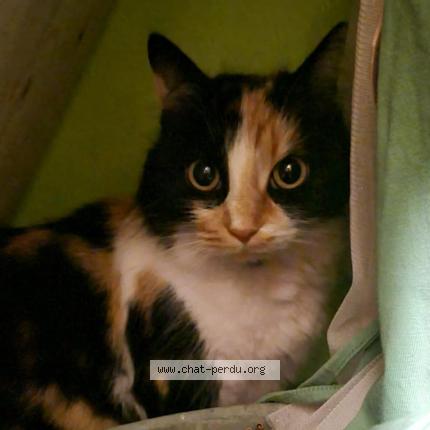 Photo 1/1 Cat reunited Lost in Allan