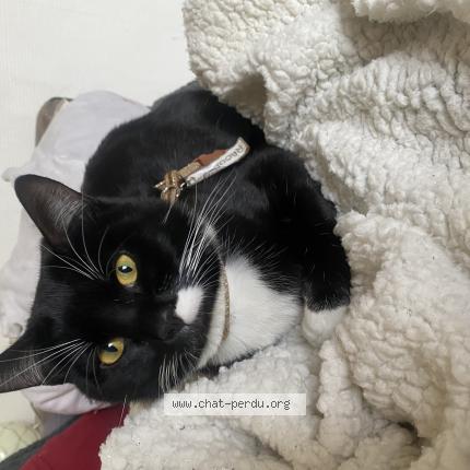 Photo 1/1 Raoul Chat lost in Plessis robinson