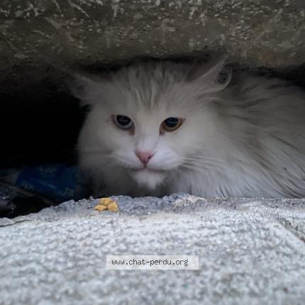 Photo 1/1 Found cat Found in Grenoble