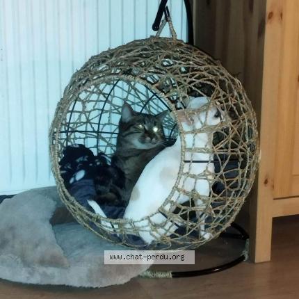 Photo 1/1 Nemo Chat lost in Ciney