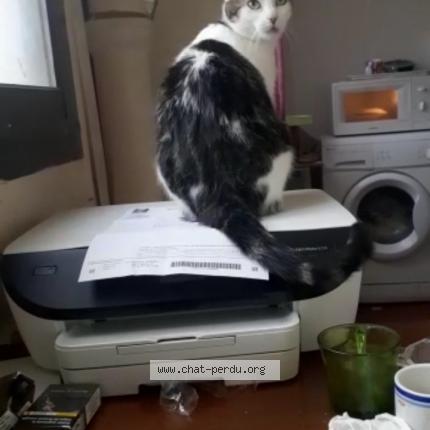 Photo 1/1 KHAWAJE KHAWAJE Chat lost in Chatillon