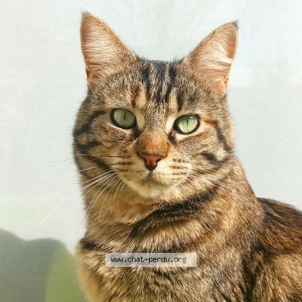 Photo 1/1 Tosca Chat lost in La bruffiere