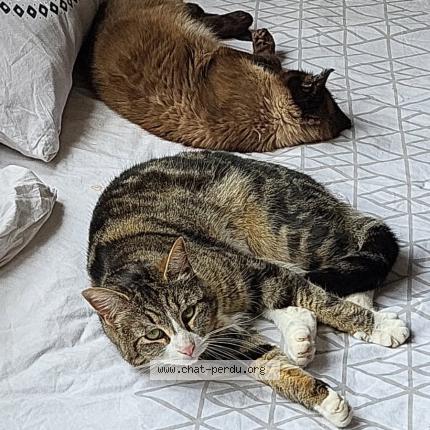 Photo 1/1 Royale Chat lost in Tourcoing