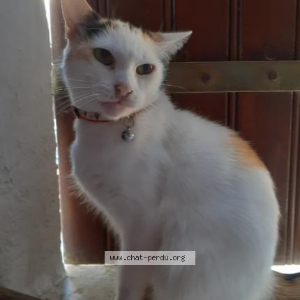 Photo 1/1 Félicia Baylet Chat lost in Royan