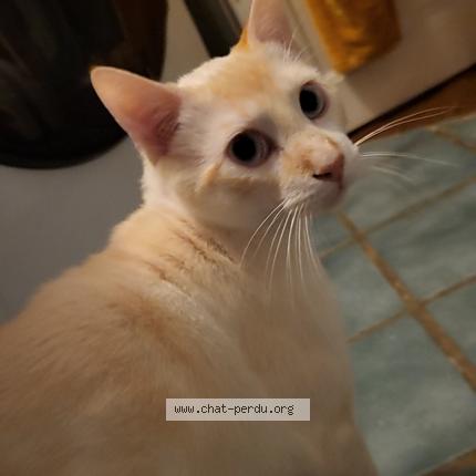 Photo 1/1 Nougat Chat lost in Mariol