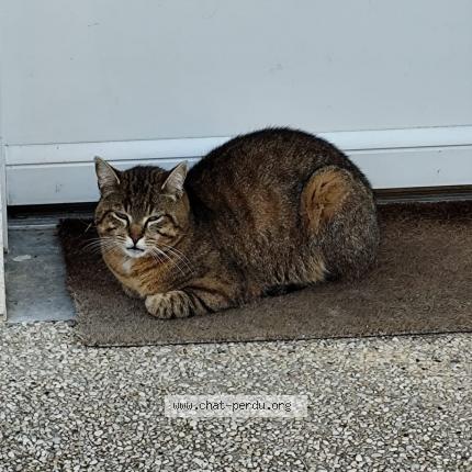 Photo 1/1 Cat reunited Lost in Noailles