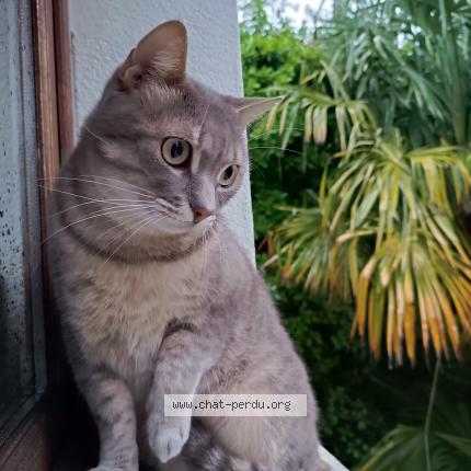 Photo 1/1 Bedo Chat lost in Beziers