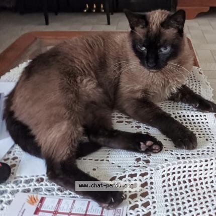 Photo 1/1 Patachou Chat lost in Saint jean de soudain