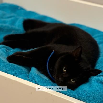 Photo 1/1 Cat reunited Lost in Montesson