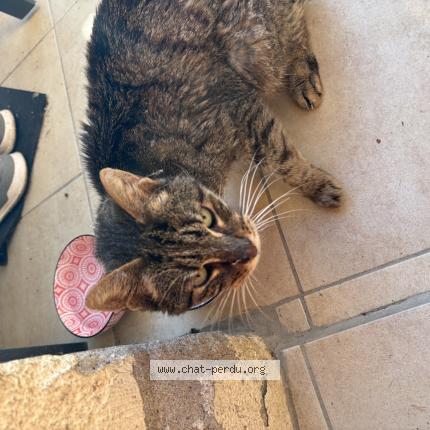 Photo 1/1 Found cat Found in Lamothe capdeville