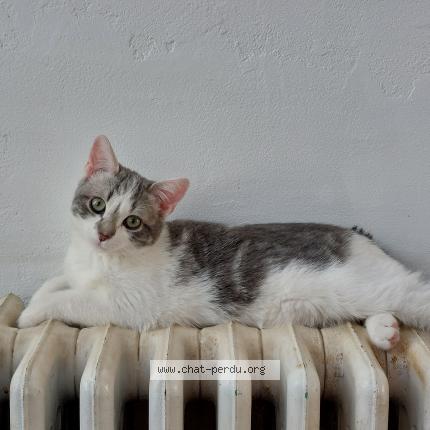 Photo 1/1 Pépite Chat lost in Albi