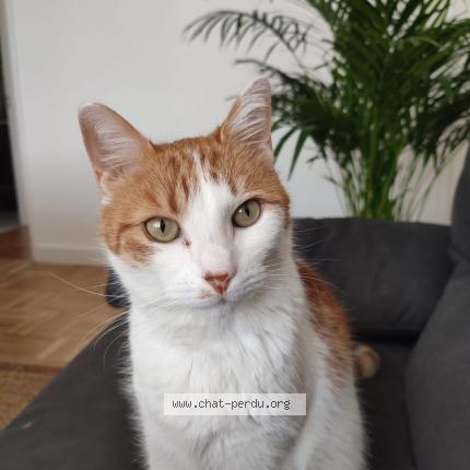 Photo 1/1 Luigi Chat lost in Vitry sur seine