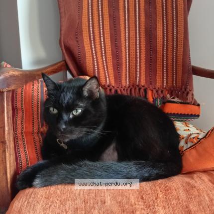 Photo 1/1 Kawaii Chat lost in Villeneuve les beziers