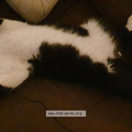 Photo 1/1 Zorro Chat lost in Ferrals les corbieres