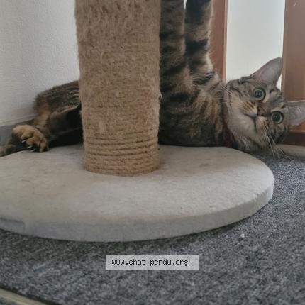 Photo 1/1 renada Chat lost in Chatenay malabry