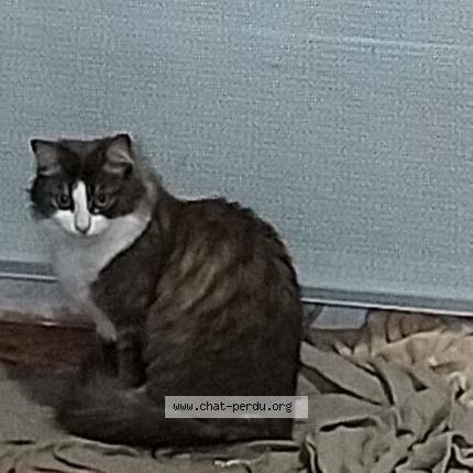 Photo 1/1 Leia Chat lost in Limoges