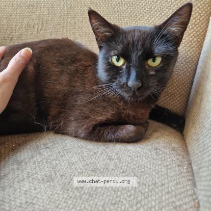 Photo 1/3 Abby Chat lost in Plaisir