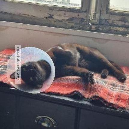 Photo 2/3 Abby Chat lost in Plaisir