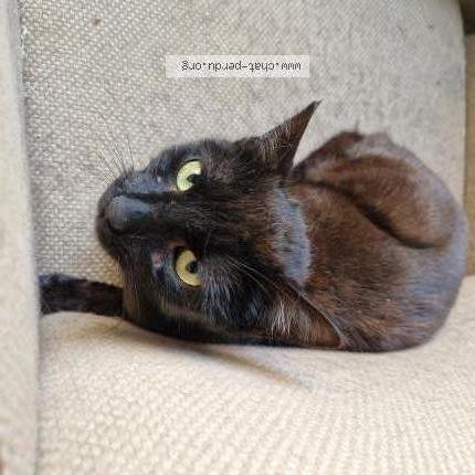 Photo 3/3 Abby Chat lost in Plaisir