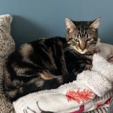 Picture of cat lost at Crosville La Vieille