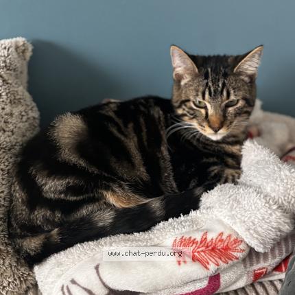 Photo 1/1 Max Chat lost in Crosville la vieille