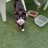 Picture of cat found at Le Passage Agen