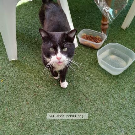 Photo 1/1 Found cat Found in Le passage agen