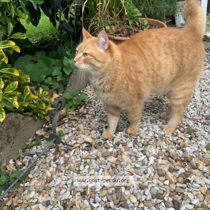 Photo 1/1 Found cat Found in Ferolles