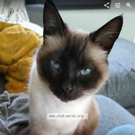 Photo 1/1 Picasso Chat lost in Coutiches