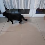 Picture of cat found at Lescar