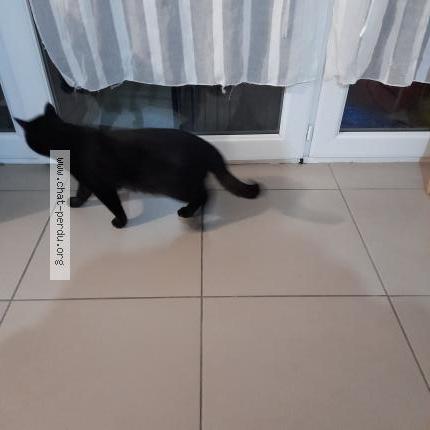 Photo 1/1 Found cat Found in Lescar