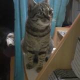 Picture of cat lost at Parnac