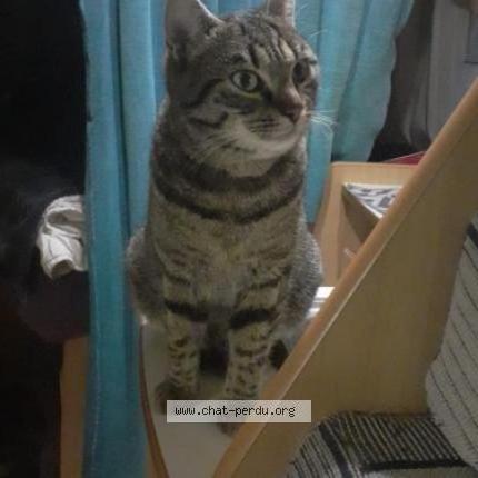 Photo 1/1 Maü Chat lost in Parnac