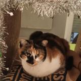 Picture of cat lost at Saint Hilaire De Brethmas