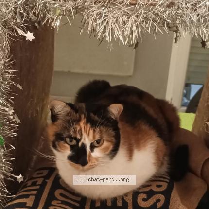 Photo 1/1 Cat reunited Lost in Saint hilaire de brethmas