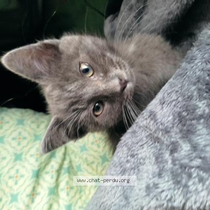 Photo 1/1 Zéphir Chat lost in Ouagne