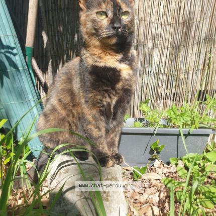 Photo 1/1 Cookie Chat lost in Lille