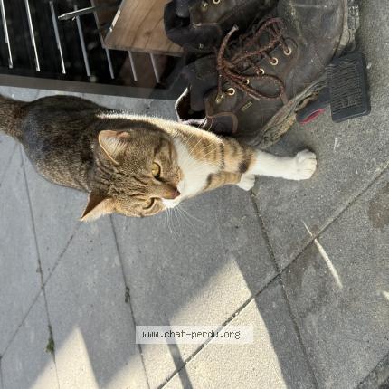Foto 1/1 Gatto ritrovato Trovato a Bogis Bossey