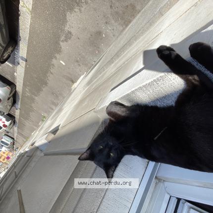 Photo 1/1 Winnie Chat lost in Mulhouse