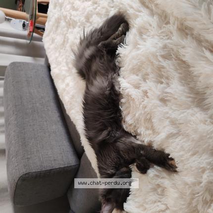 Photo 1/1 Cyana Chat lost in Grabels