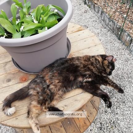 Photo 1/1 Misty Chat lost in Sermaize les bains