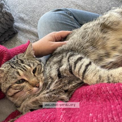 Photo 1/1 Grisouille Chat lost in Marennes hiers brouage