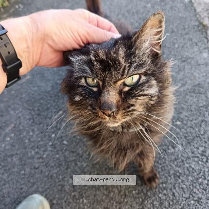 Photo 1/1 Found cat Found in Bordeaux