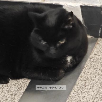 Photo 1/1 Found cat Found in Onex