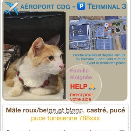 Photo 1/4 GROOT Chat lost in Roissy en france