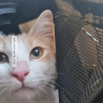 Photo 2/4 GROOT Chat lost in Roissy en france